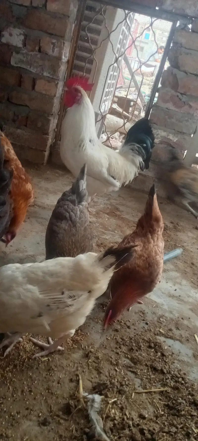 Healthy Desi Hens for sale — photo 5