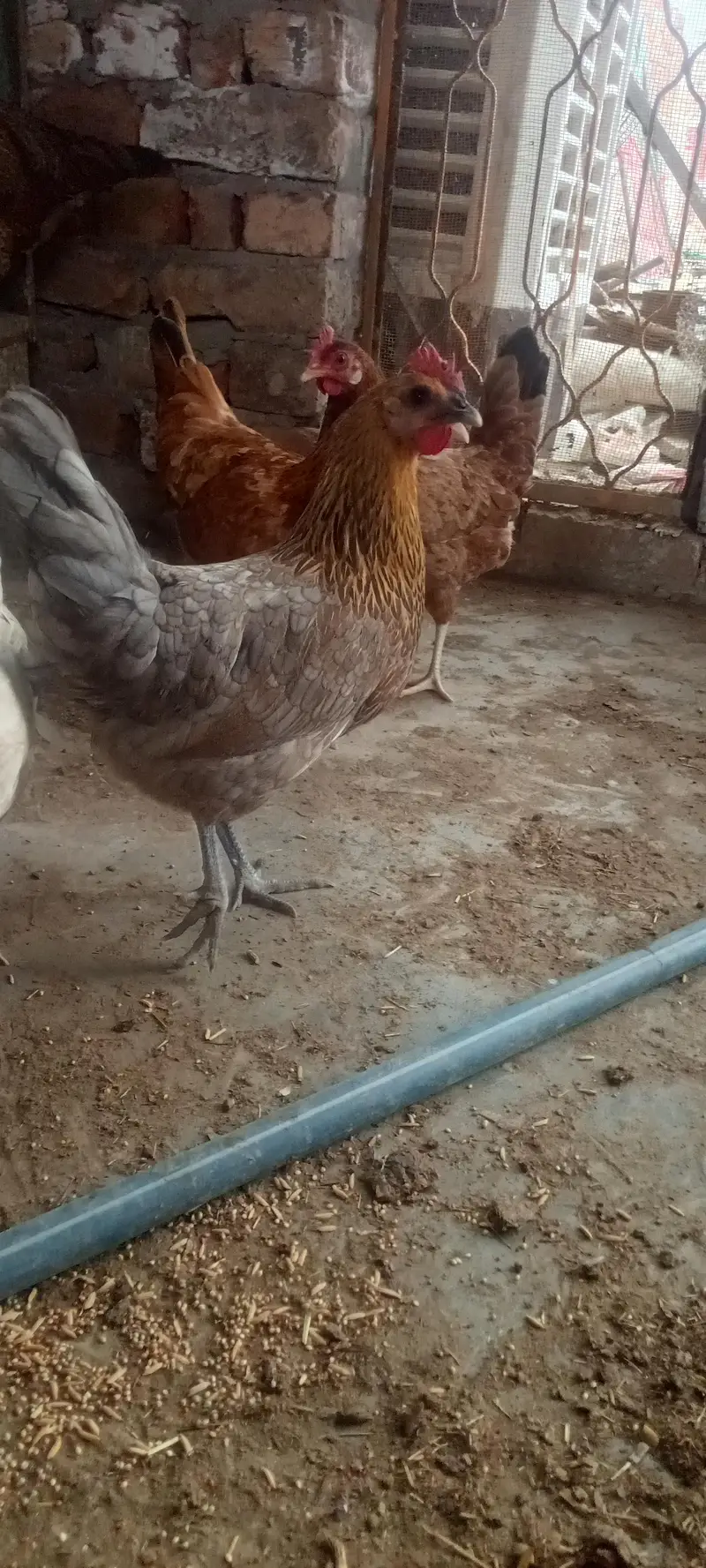 Healthy Desi Hens for sale — photo 6
