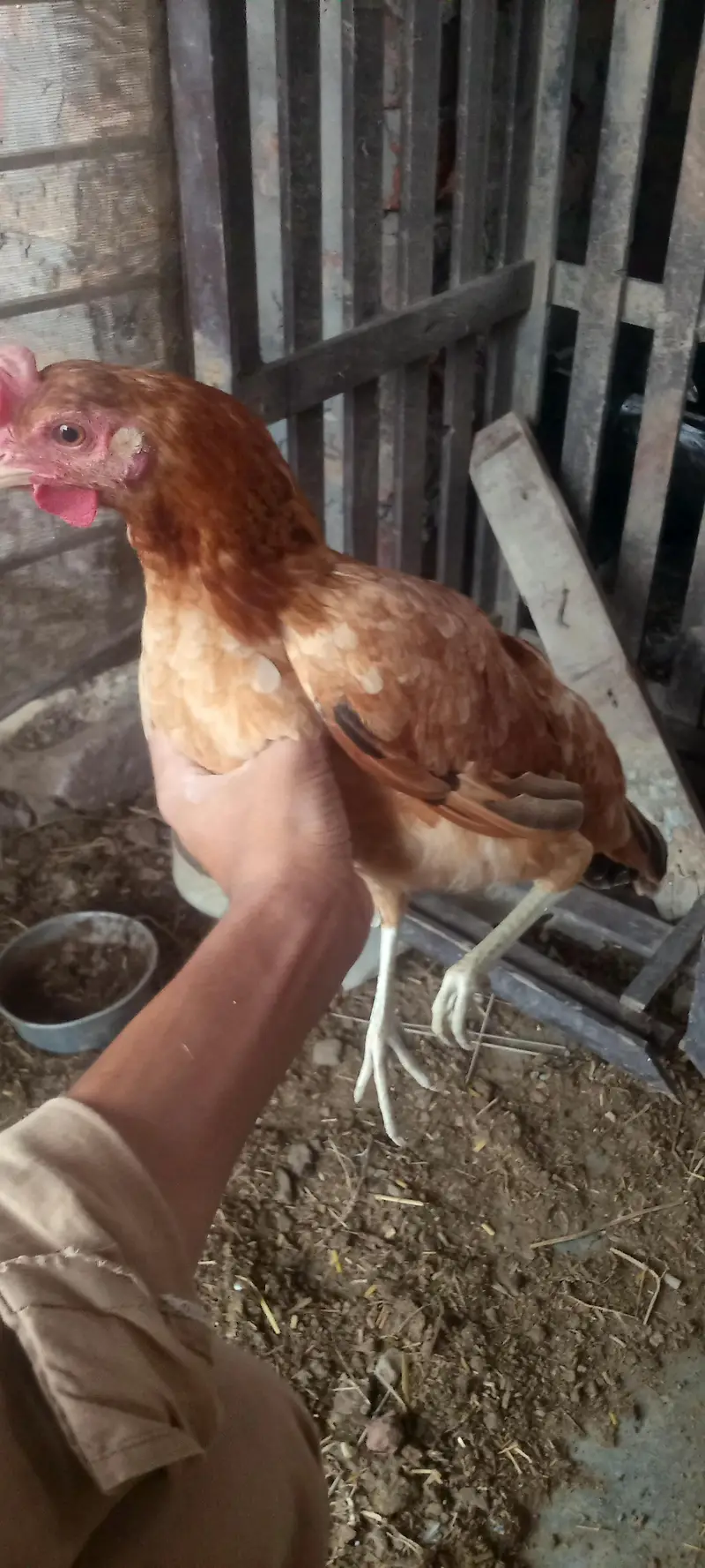 Healthy Desi Hens for sale — photo 7