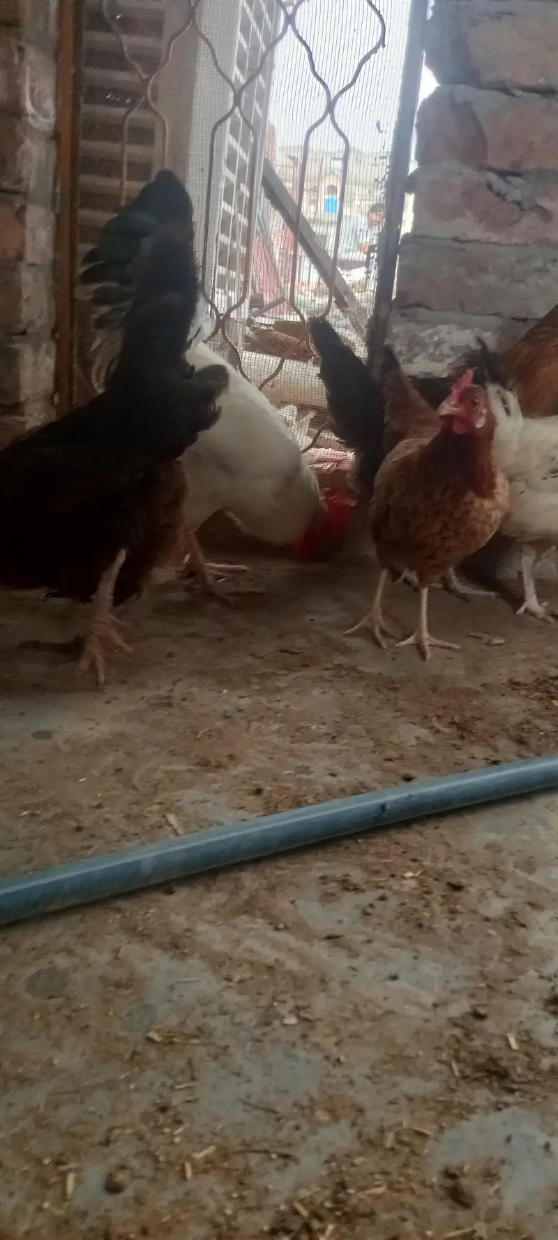 Healthy Desi Hens for sale — photo 8