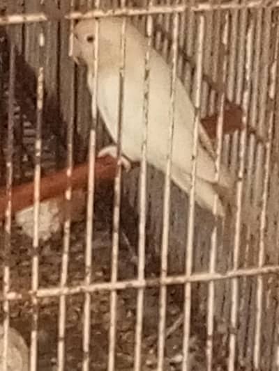 Albino Red Eyes Jumbo size Breeder Female