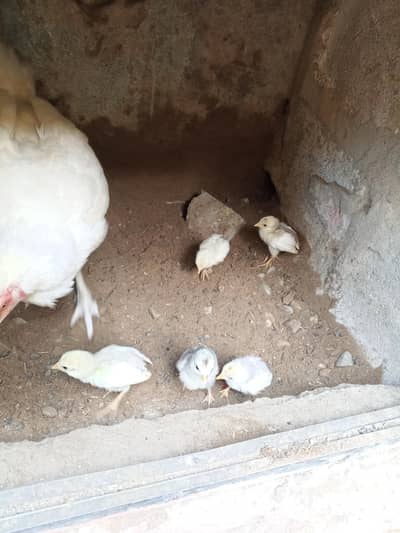 aseel murgi with chick's