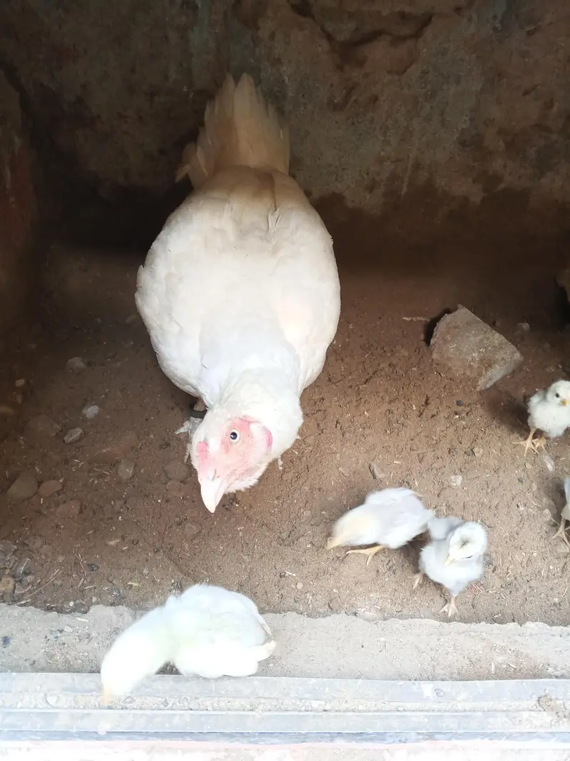 aseel murgi with chick's — photo 2