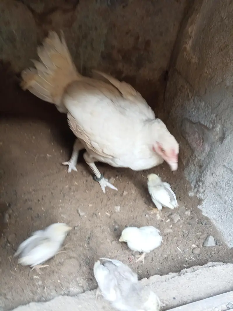 aseel murgi with chick's — photo 3