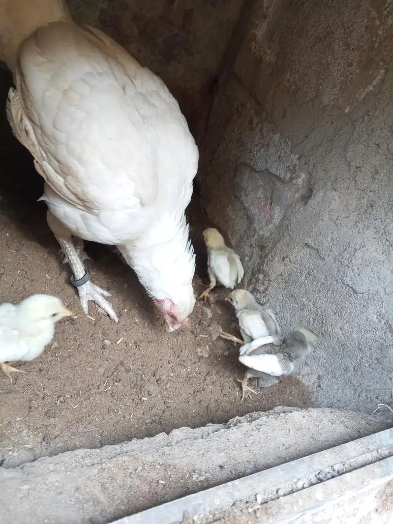 aseel murgi with chick's — photo 4