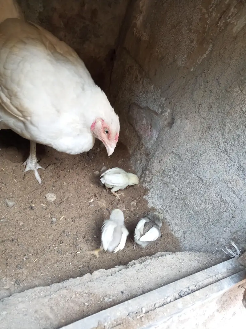 aseel murgi with chick's — photo 5