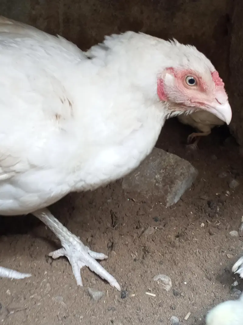 aseel murgi with chick's — photo 6