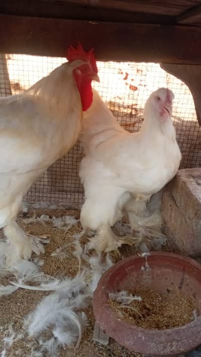 white heavy buff pair is for sale