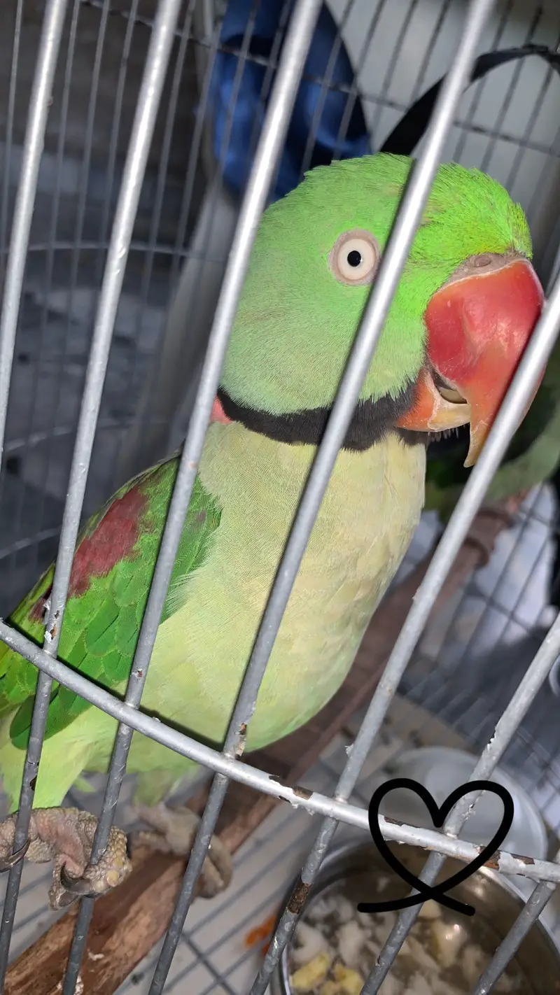 Green colour — photo 2