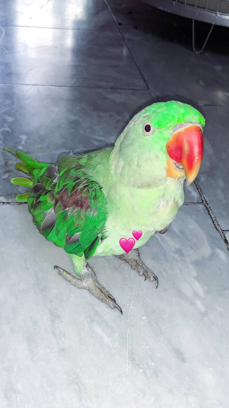 Green colour 2
