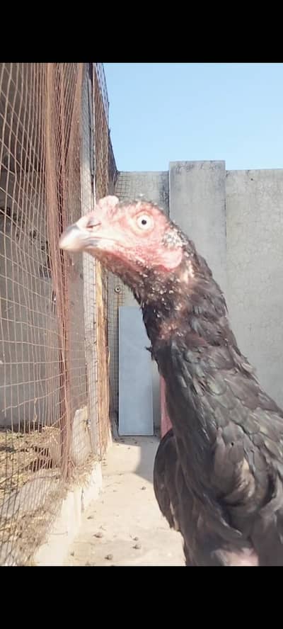 Aseel Hen urgent for sale