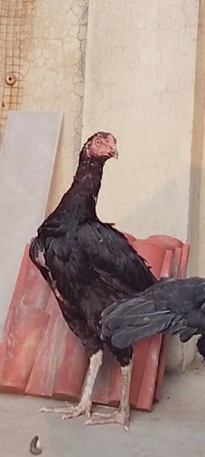 Aseel Hen urgent for sale