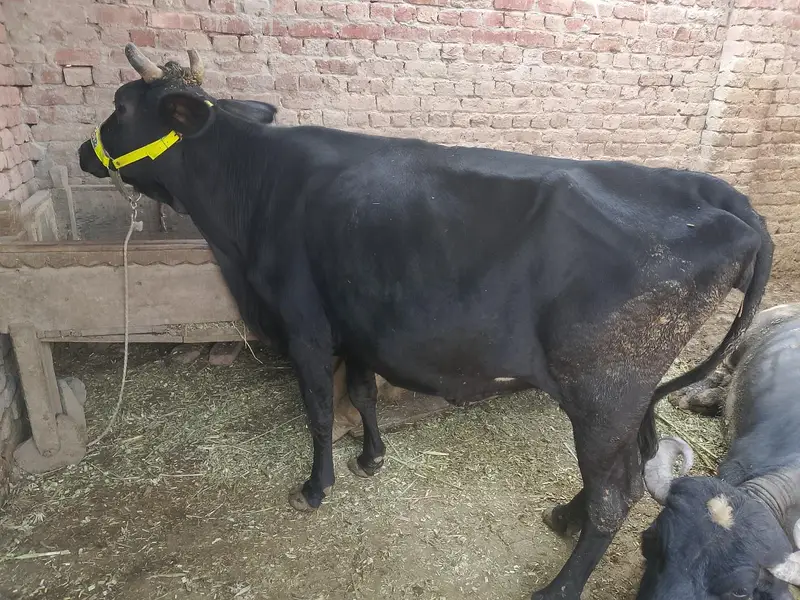 HF/Friesian Cross Cow