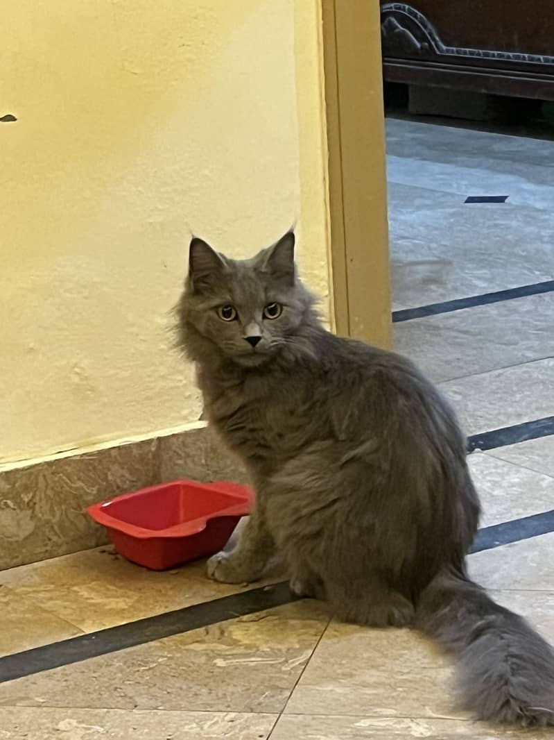 Grey persian 0