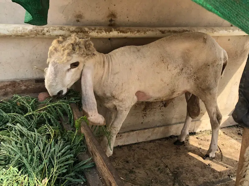 Sheep