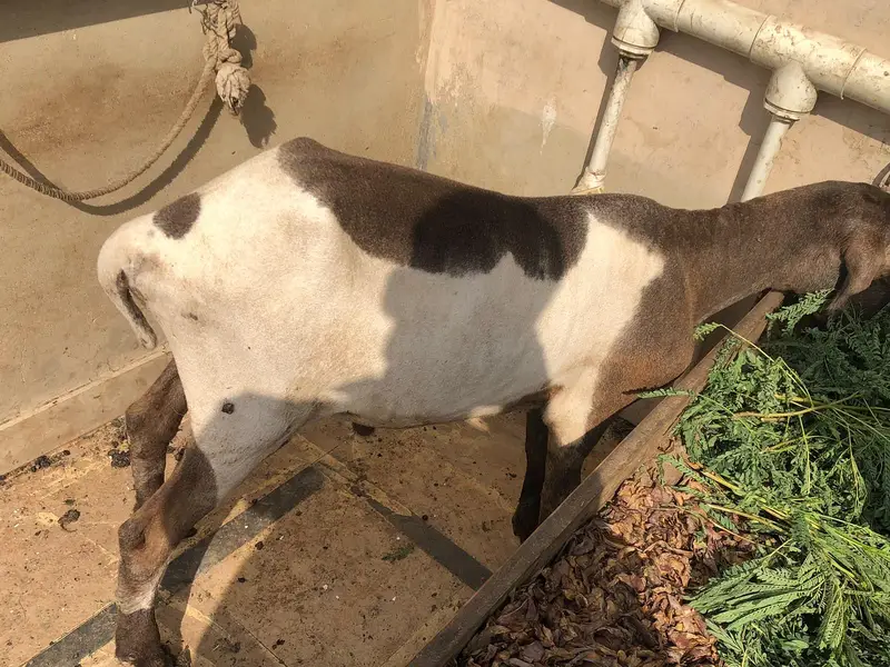 Sheep — photo 3