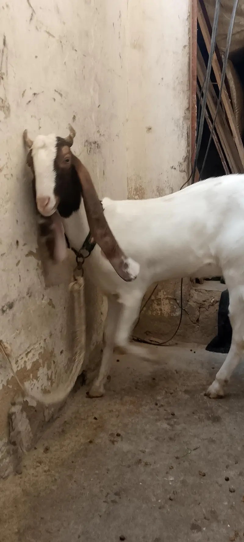 vip bakri phat gulabi ablak — photo 2