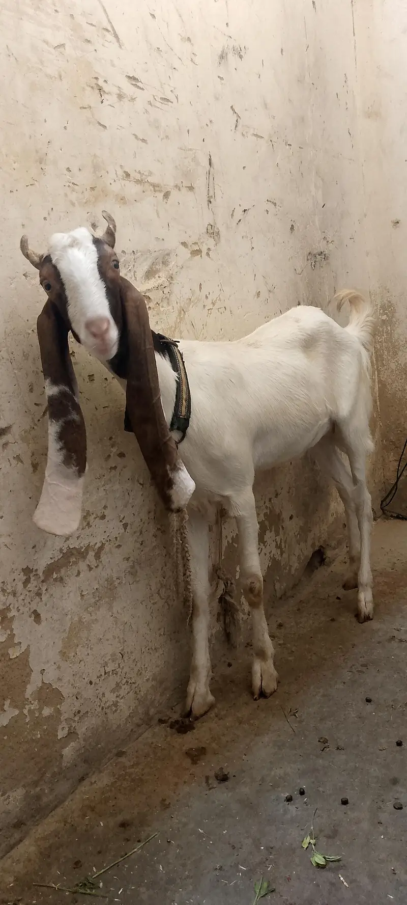 vip bakri phat gulabi ablak — photo 3