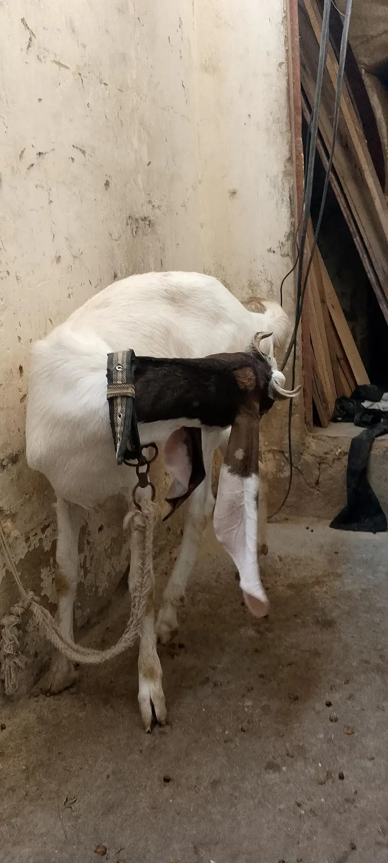 vip bakri phat gulabi ablak — photo 4