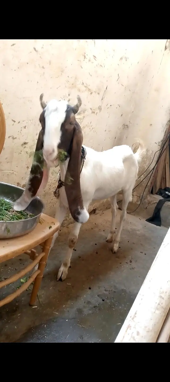 vip bakri phat gulabi ablak — photo 5
