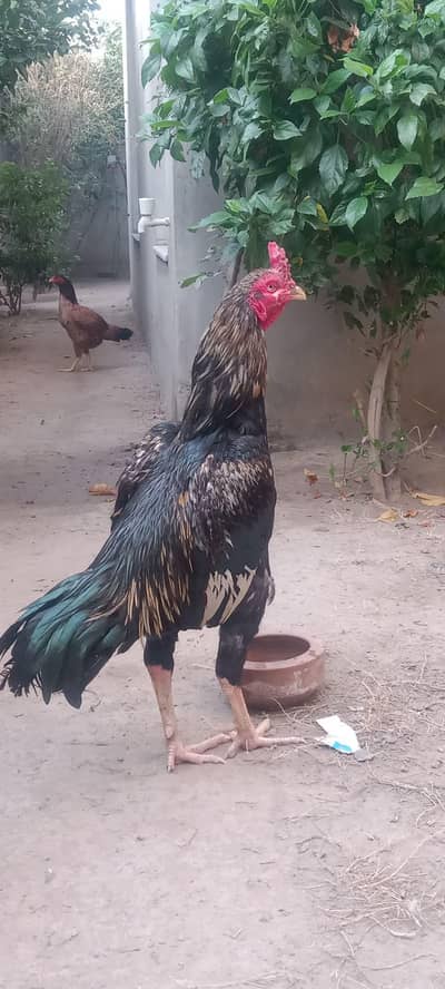 aseel male and kurk Murghi for sale pure mianwali breed 03040991565