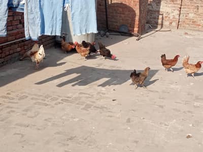 Egg lying Austriloop & golden misri hens for sale for Rs. 20000
