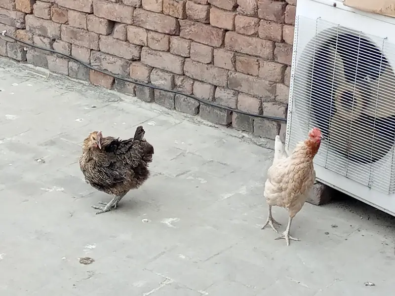 Egg lying Austriloop & golden misri hens for sale for Rs. 20000 — photo 2