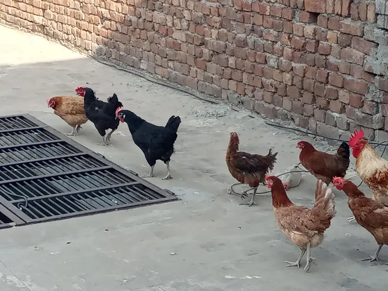 Egg lying Austriloop & golden misri hens for sale for Rs. 20000 — photo 3