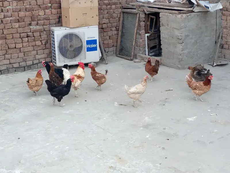 Egg lying Austriloop & golden misri hens for sale for Rs. 20000 — photo 4