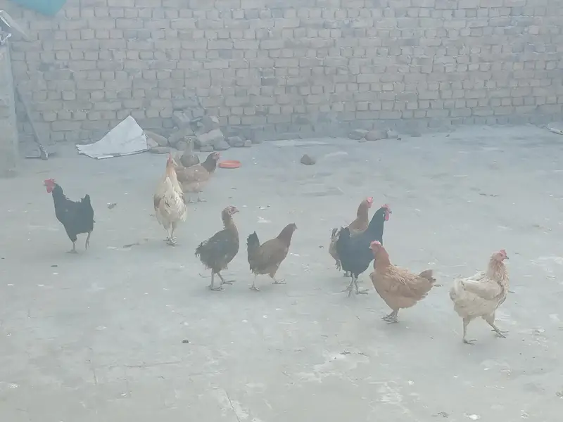 Egg lying Austriloop & golden misri hens for sale for Rs. 20000 — photo 5