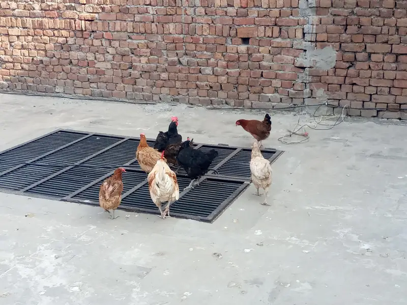 Egg lying Austriloop & golden misri hens for sale for Rs. 20000 — photo 6