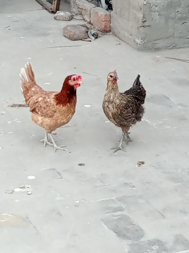 Egg lying Austriloop & golden misri hens for sale for Rs. 20000 — photo 7