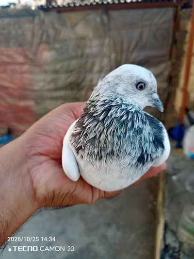 sailkoti female