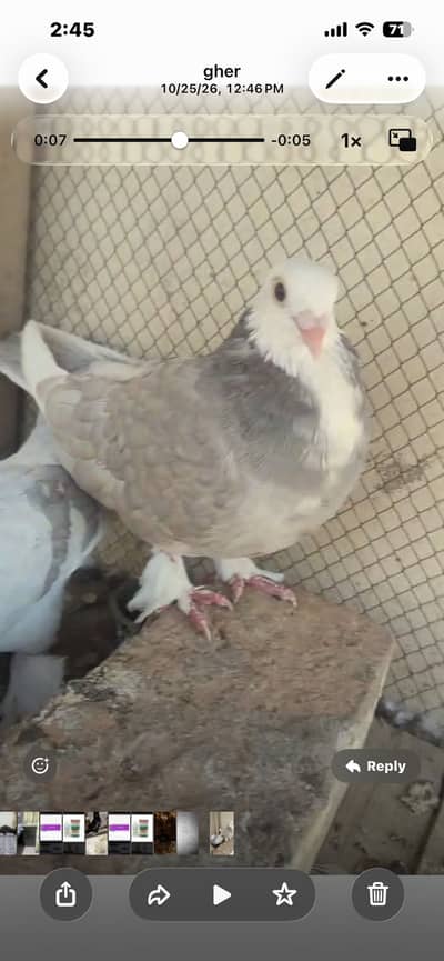 کاس نے میم فینسی