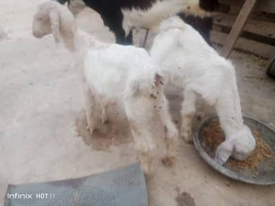 White jora 1 bakri ak Bakra 2 month age 30,000