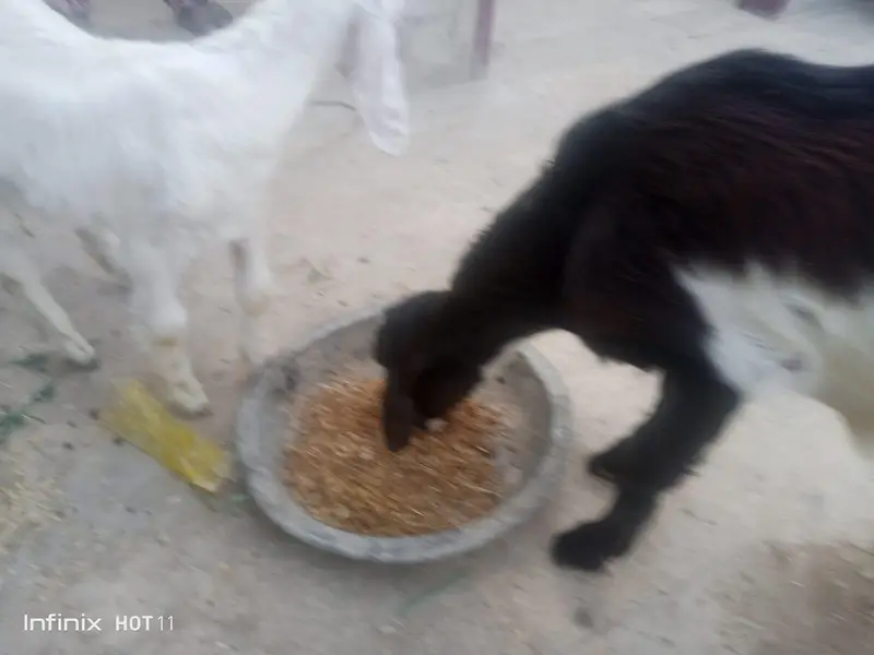 White jora 1 bakri ak Bakra 2 month age 30,000 — photo 2