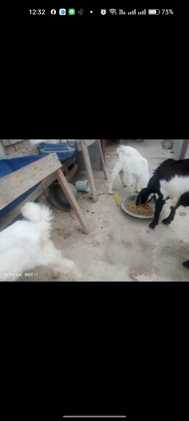 White jora 1 bakri ak Bakra 2 month age 30,000 — photo 3