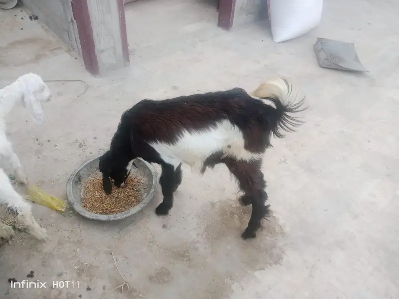 White jora 1 bakri ak Bakra 2 month age 30,000 — photo 4