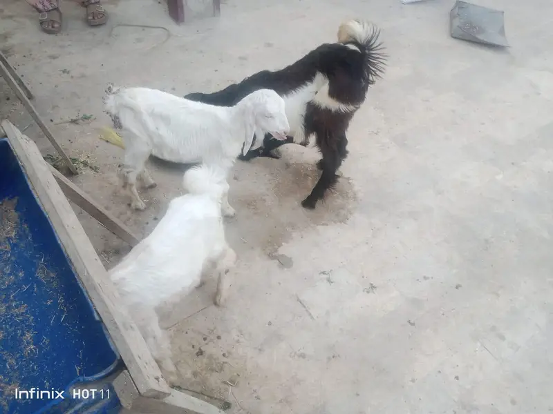 White jora 1 bakri ak Bakra 2 month age 30,000 — photo 5