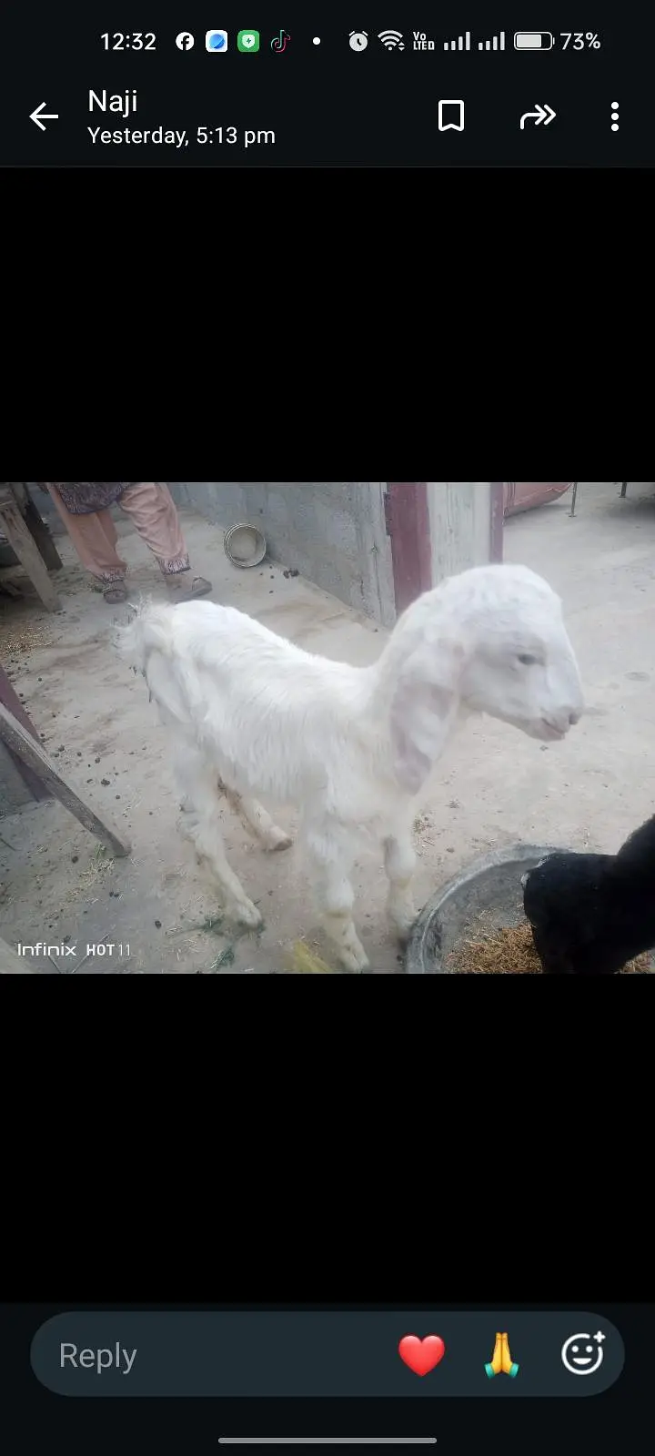 White jora 1 bakri ak Bakra 2 month age 30,000 — photo 6