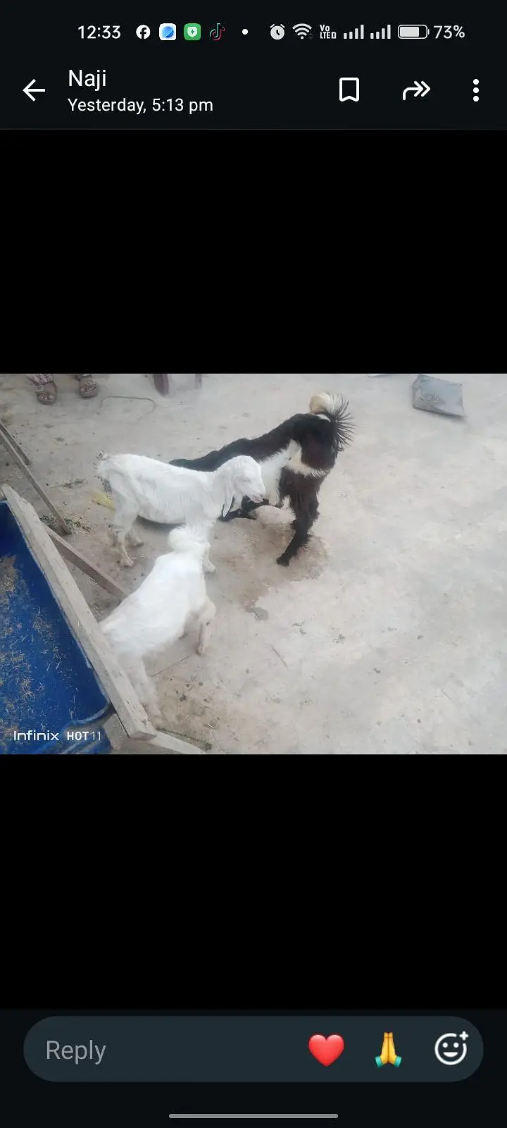 White jora 1 bakri ak Bakra 2 month age 30,000 — photo 7