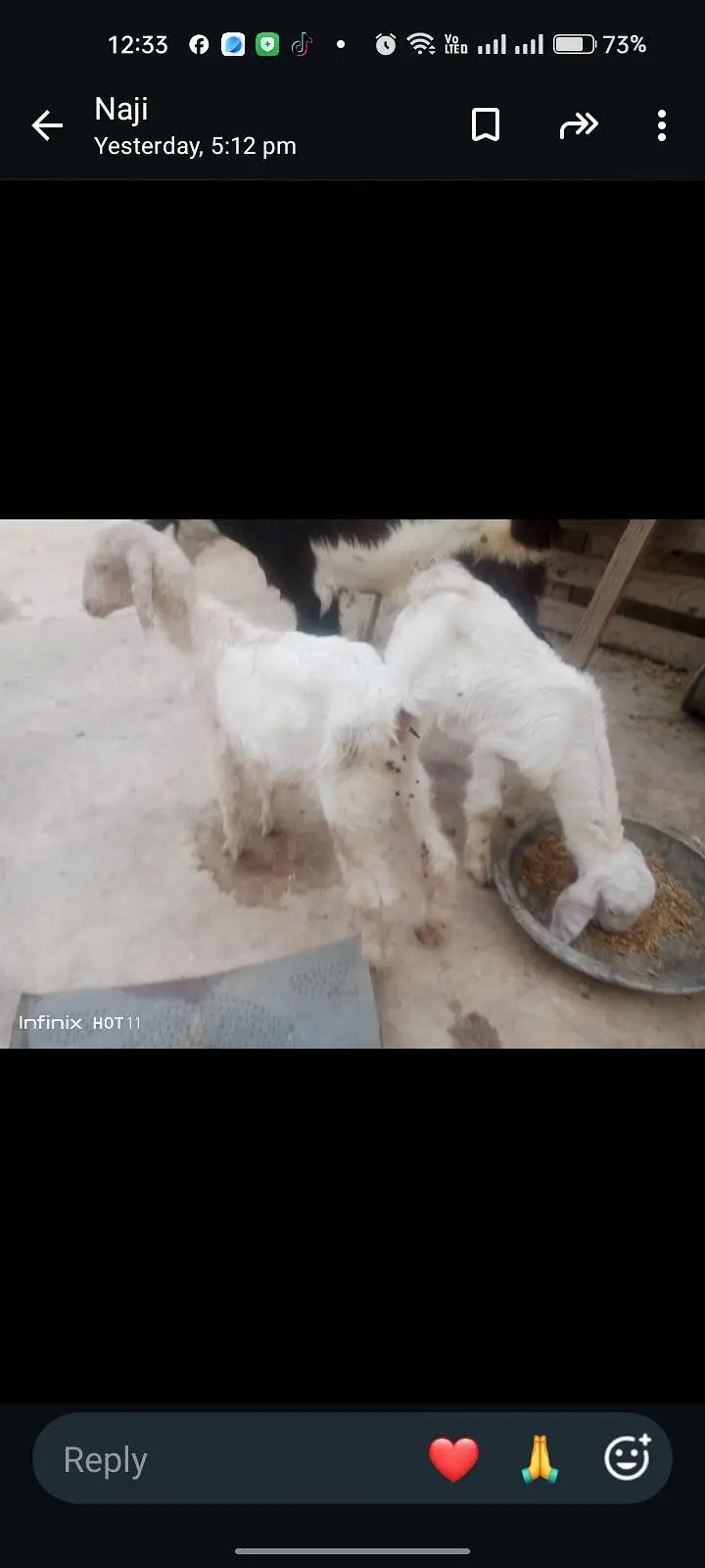 White jora 1 bakri ak Bakra 2 month age 30,000 — photo 8