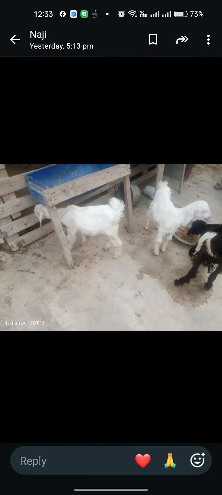 White jora 1 bakri ak Bakra 2 month age 30,000 — photo 9