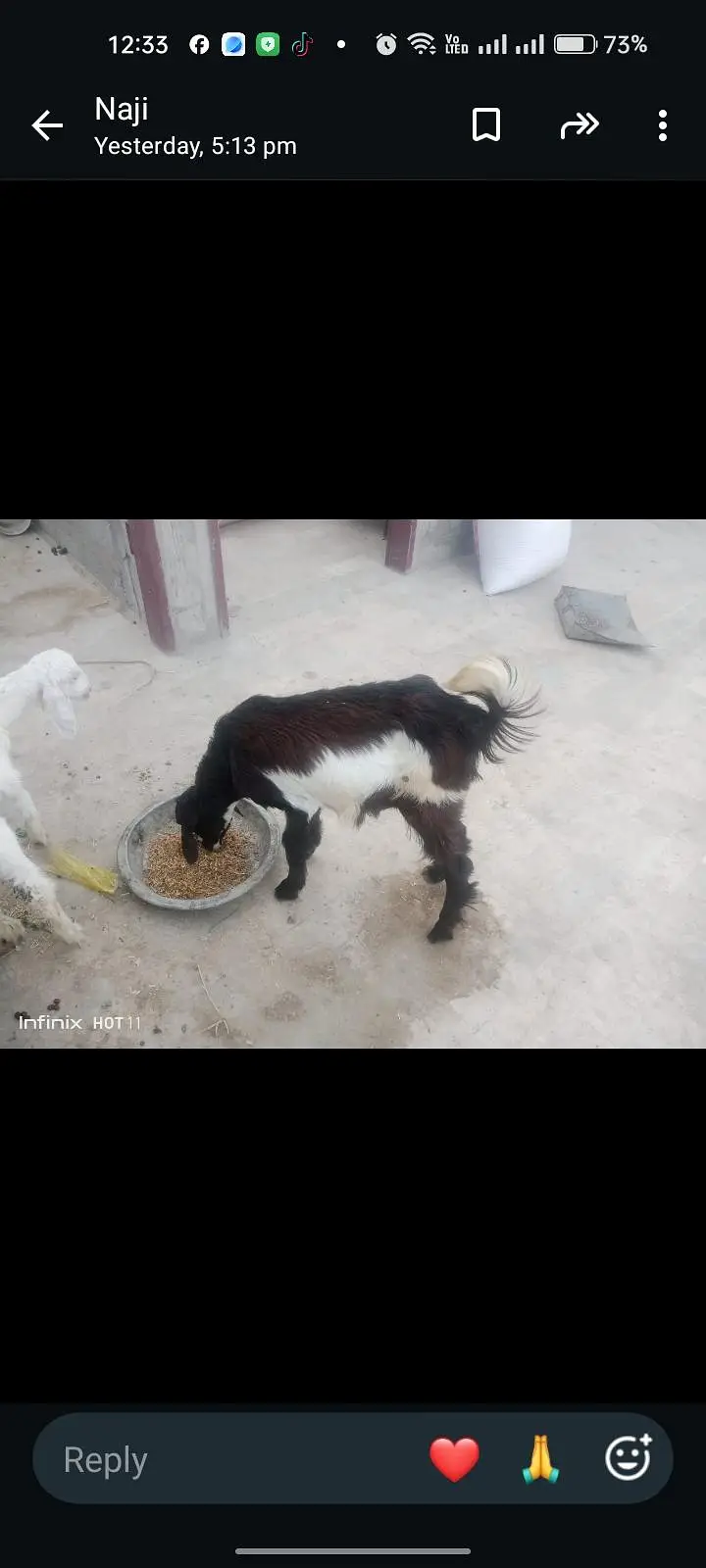 White jora 1 bakri ak Bakra 2 month age 30,000 — photo 10