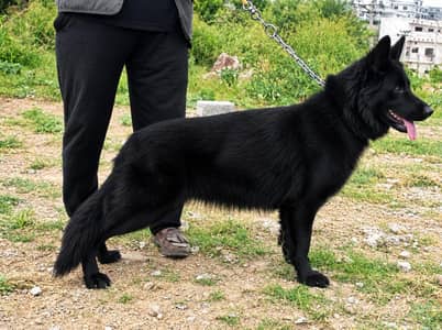 Black Coat German Shepherd