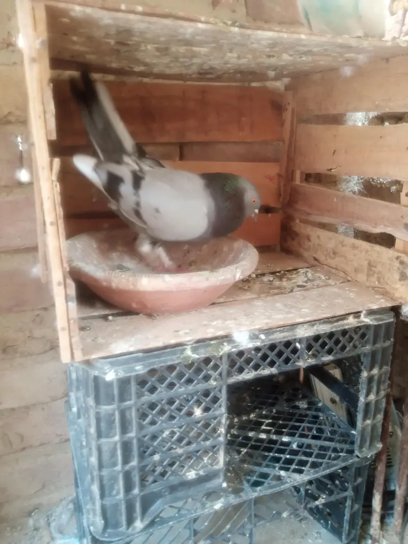 dobaz and mukow Patti wala — photo 2