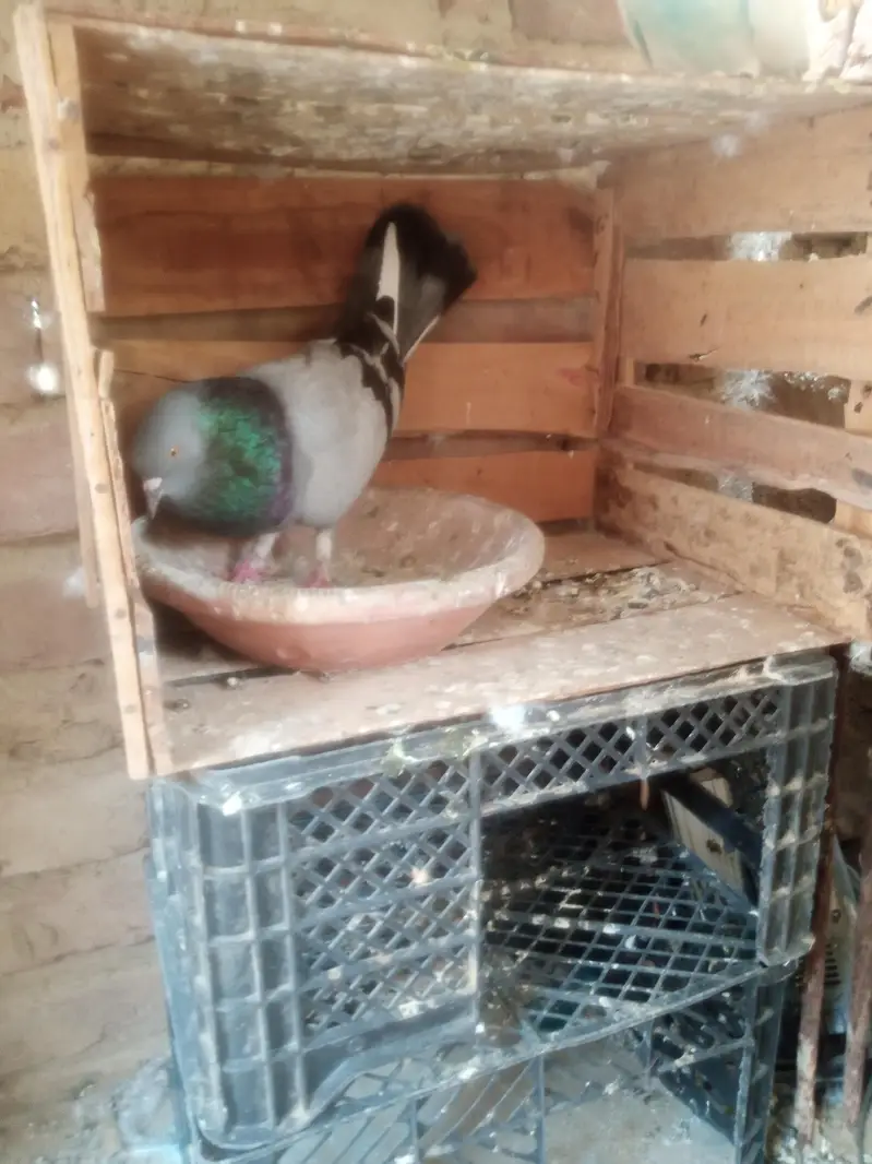 dobaz and mukow Patti wala — photo 3