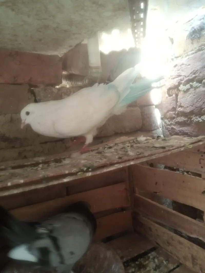 dobaz and mukow Patti wala — photo 7
