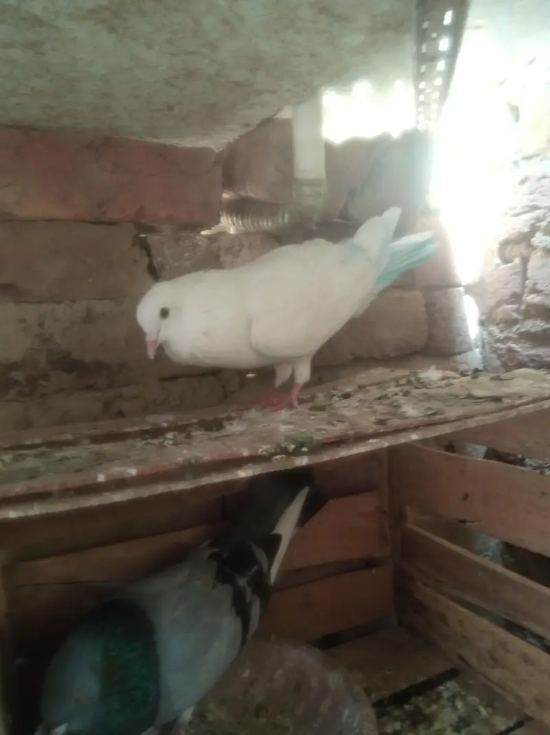 dobaz and mukow Patti wala — photo 8