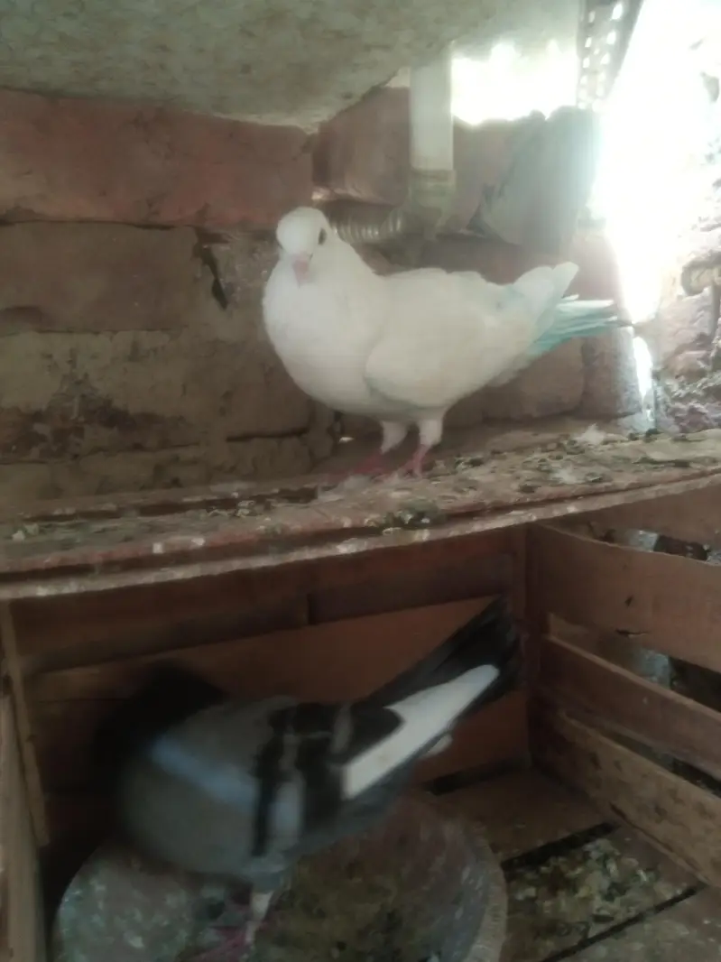 dobaz and mukow Patti wala — photo 9